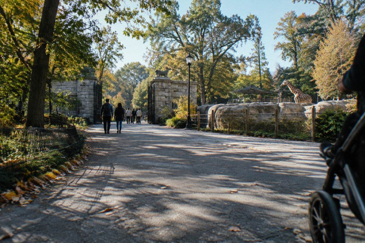 Entrance path to the Smithsonian National Zoo lined with trees on a clear morning