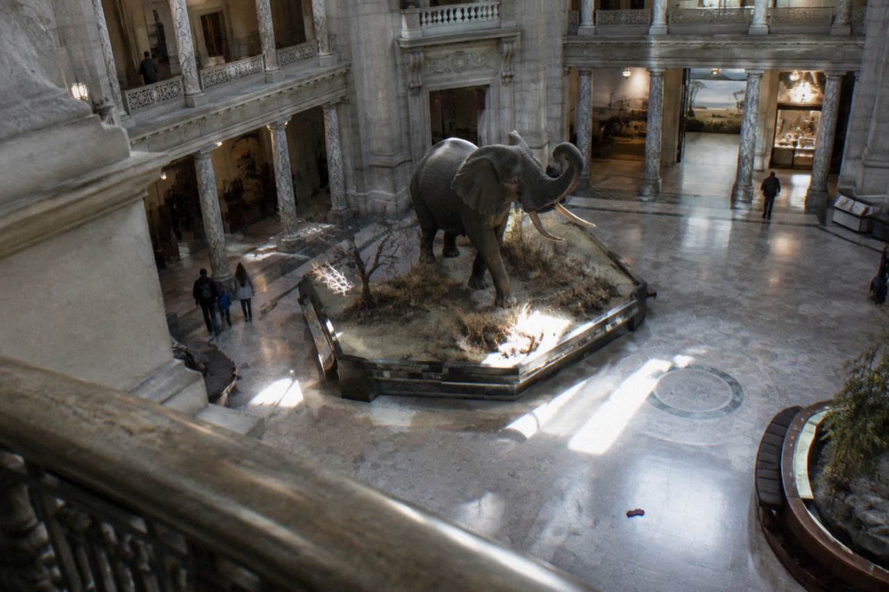 Rotunda of the Smithsonian National Museum of Natural History with its elephant display and grand columns