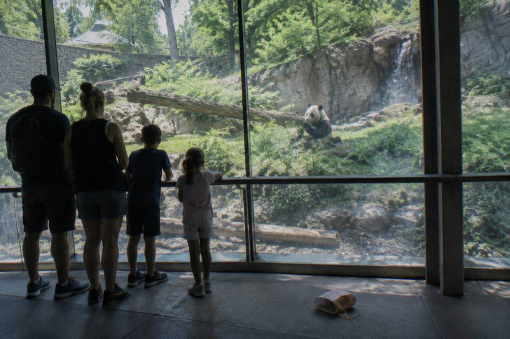 A family watching a giant panda munch bamboo through a glass viewing window