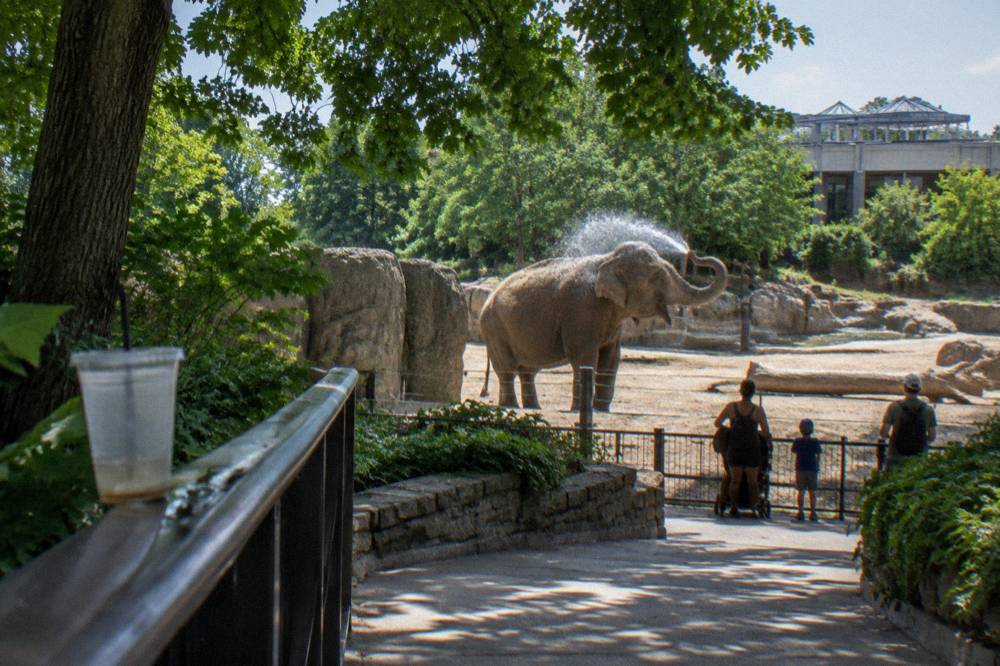 An Asian elephant spraying water over its back with its trunk on a sunny day