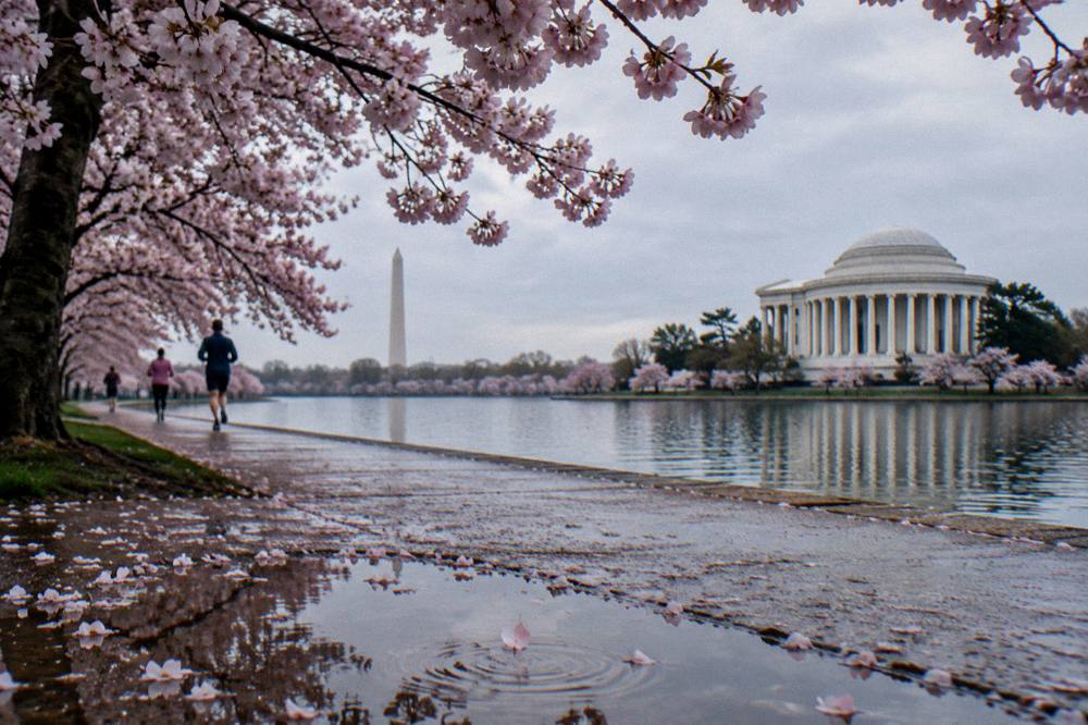 Cherry trees in bloom along the Tidal Basin with the Washington Monument in the background