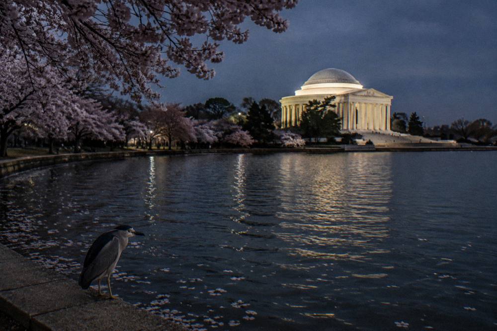 The Jefferson Memorial glowing above the Tidal Basin at night with dark water in the foreground