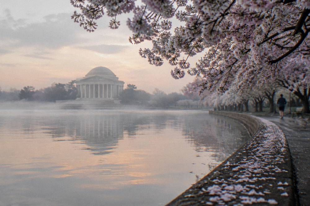 Cherry blossom trees in full bloom along the Tidal Basin at dawn