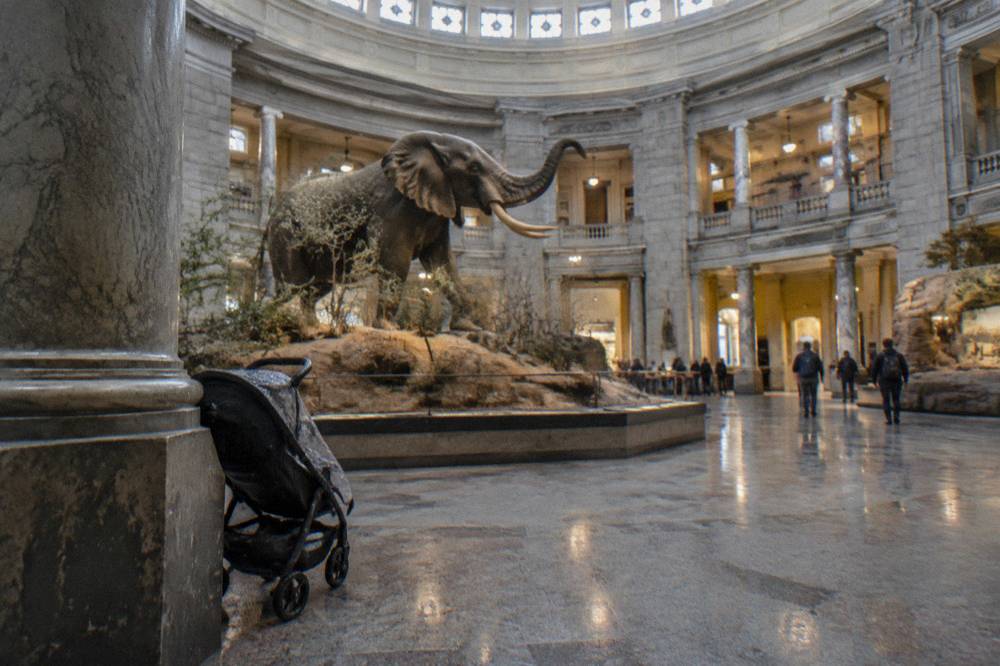 Rotunda and exhibit hall inside a Smithsonian natural history museum with high ceilings