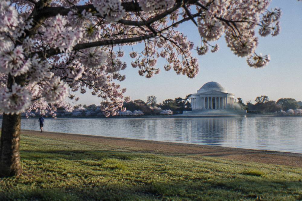 Cherry blossom branches framing the Jefferson Memorial across the Tidal Basin on a clear morning