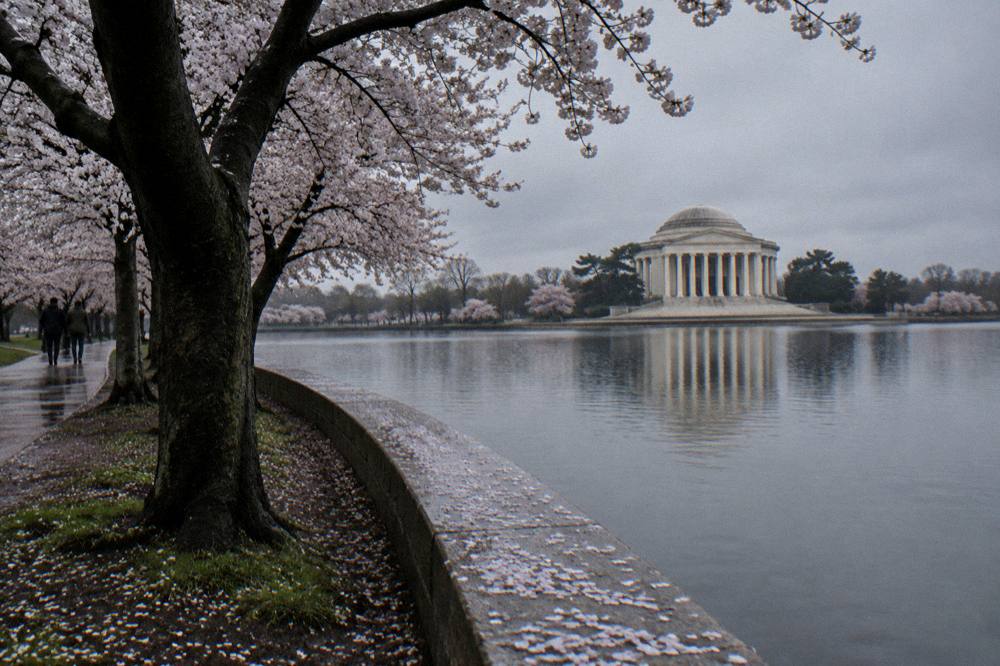 Cherry blossom trees along the Tidal Basin with the water and memorial in the background