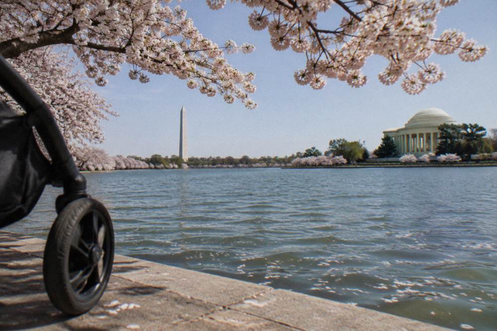 Cherry blossom trees framing the Washington Monument across the Tidal Basin