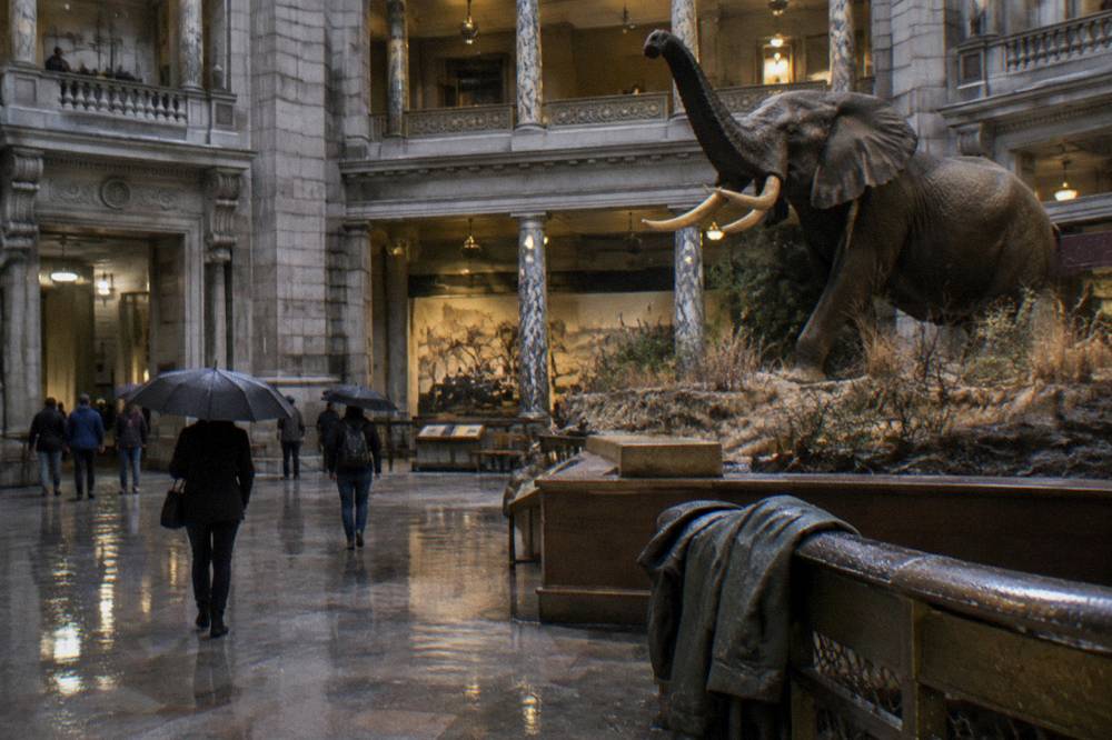 Museum rotunda interior with a large elephant display and balconies