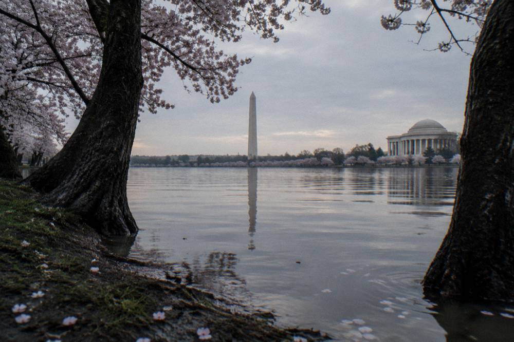 Cherry blossom trees framing the Washington Monument across the Tidal Basin in spring